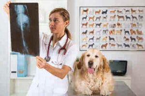 Veterinario che controlla la lastra appena fatta nellambulatorio veterinario Napoli ad un cane