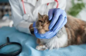 Un gatto al controllo con il veterinario
