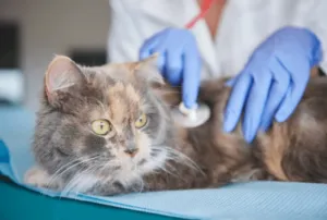 Un gatto che viene controllato con lo stetoscopio 
