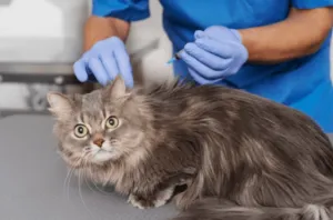 Un gatto al quale stanno per somministrare una puntura durante un controllo veterinario