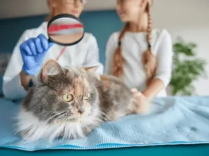 Una veterinaria che controlla un gatto accompagnato dalla sua padrona