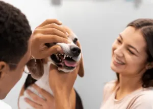 Un cane di taglia media mentre viene ispezionato dal veterinario per un controllo di igiene orale