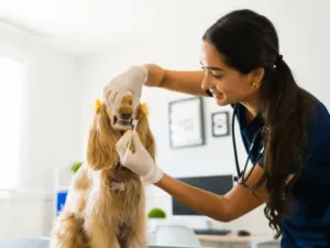 Una veterinaria che controlla l'igiene orale di un cane