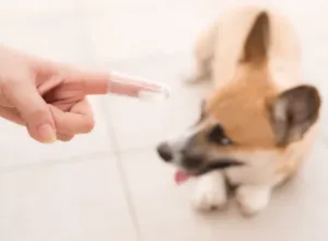 Primo piano di una spazzola per l'igiene orale canina da dito con sullo sfondo un cane di piccola taglia