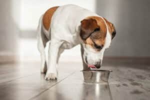 Un cane di piccola taglia che mangia da una ciotola
