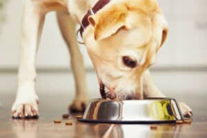 Un cane di taglia grande che mangia dalla sua ciotola