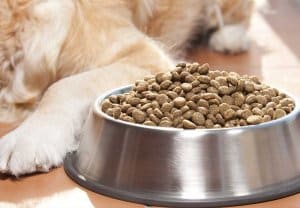 Ciotola di un cane piena di crocchette