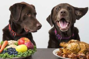Un cane con una ciotola di frutta davanti a lui che guarda la ciotola di un altro cane contenente del pollo