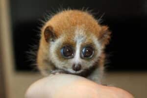 Esemplare di scimmia Loris Lenta