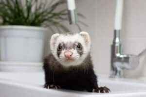 Un furetto nel lavandino del bagno