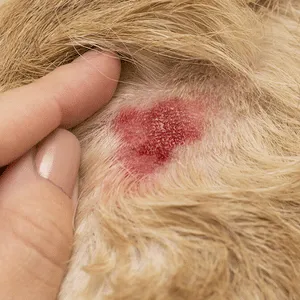 Arrossamento della pelle per dermatosi canina