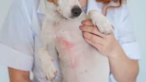 Sfogo di dermatosi sul dorso di un cane di piccola taglia