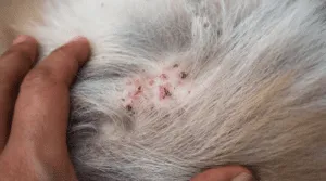 Dermatosi canina
