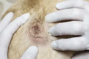 Segno di dermatosi canina