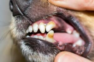 Primo piano della dentature di un cane