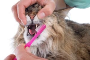 Un gatto a cui vengono puliti i denti