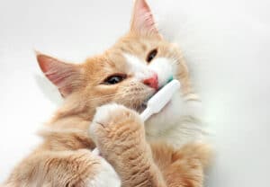 Un gatto che gioca con una spazzola per l'igiene orale animale