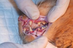Primo piano della dentatura rossa di un gatto