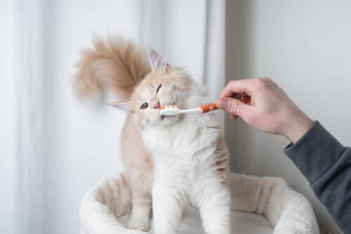 Un gatto dal pelo lungo che gioca con uno spazzolino