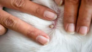 Primo piano di una pulce attaccata sulla pelle di un cane