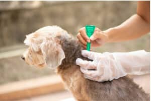 Un cane a cui viene somministrata una pipetta di antipulci