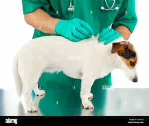 Una cane di piccola taglia che viene visitato da un veterinario esperto