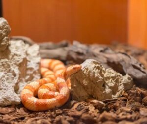 Piccolo serpente nella sua teca
