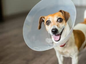 Un cane con il collare elisabettiano