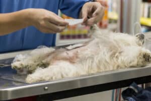 Un cane sedato sul tavolo prima della sterilizzazione                         