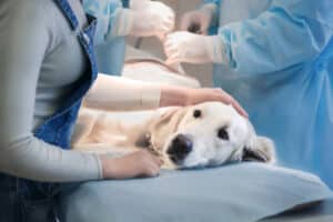 Un cane di medie dimensioni steso sul tavolo pre intervento