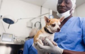 Un veterinario con in braccio un cane di piccola taglia