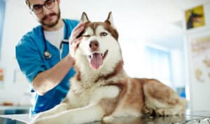 Un husky seduto sul tavolo del veterinario che lo accarezza 