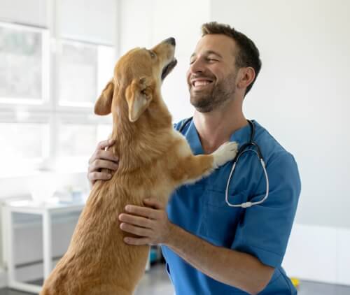 Un veterinario che gioca con un cane di piccola taglia nel suo studio