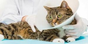 Una gatta con indosso il collare elisabettiano che viene accarezzata dal veterinario