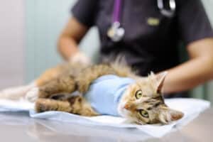 Una gatta sdraiata post sterilizzazione sul tavolo chirurgico