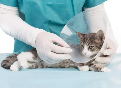 Una gattina con il collare elisabettiano post sterilizzazione