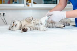 Una gatta mentre viene curata dal veterinario pre sterilizzazione
