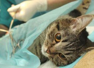 Una gatta durante la sterilizzazione