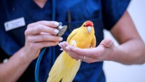 Un piccolo pappagallo durante una visita veterinaria 